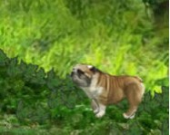 Buddy the bulldog kutyás játékok