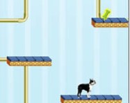 Georgias jump room online kutyás játék