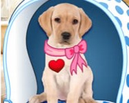 My dog quiz kutyás játékok